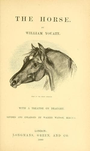 The horse